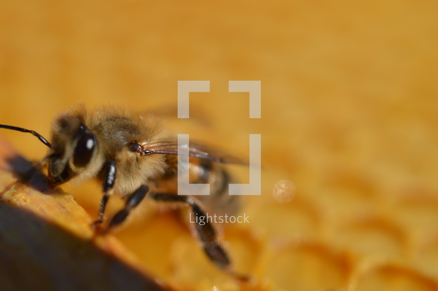 bee on a honeycomb 