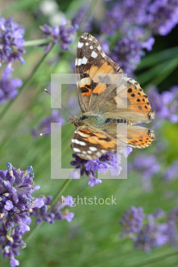 butterfly on purple flowers 