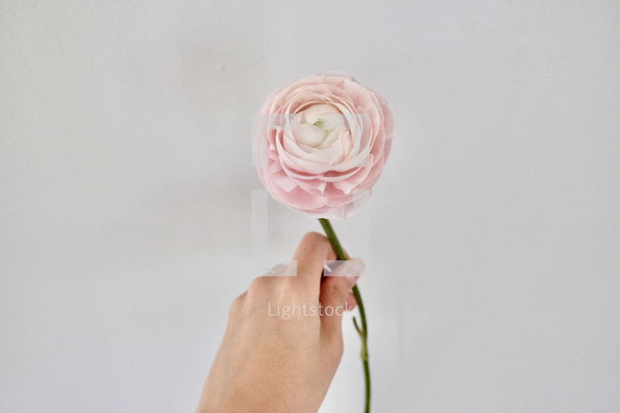a hand holding up a pink flower 