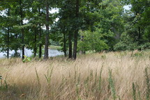 Grass and trees with a pond in the background.