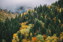 Foggy autumn in the mountain forest