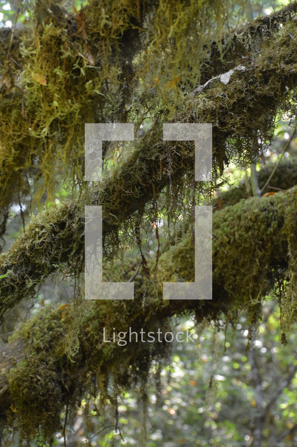 moss on branches 