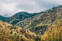 Autumn in the mountain forest