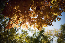 sunlight over the leaves on a fall tree 