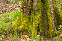 moss on a tree stump 