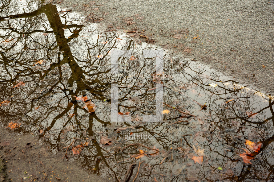 reflection of bare trees in a puddle 