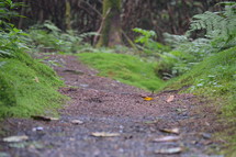 worn path in a forest 