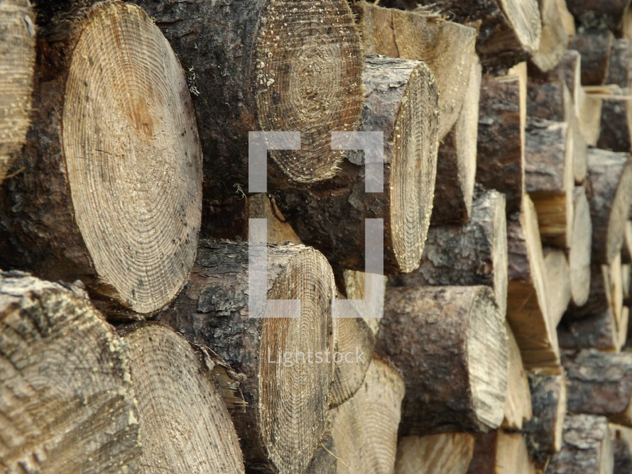 firewood - stacked logs