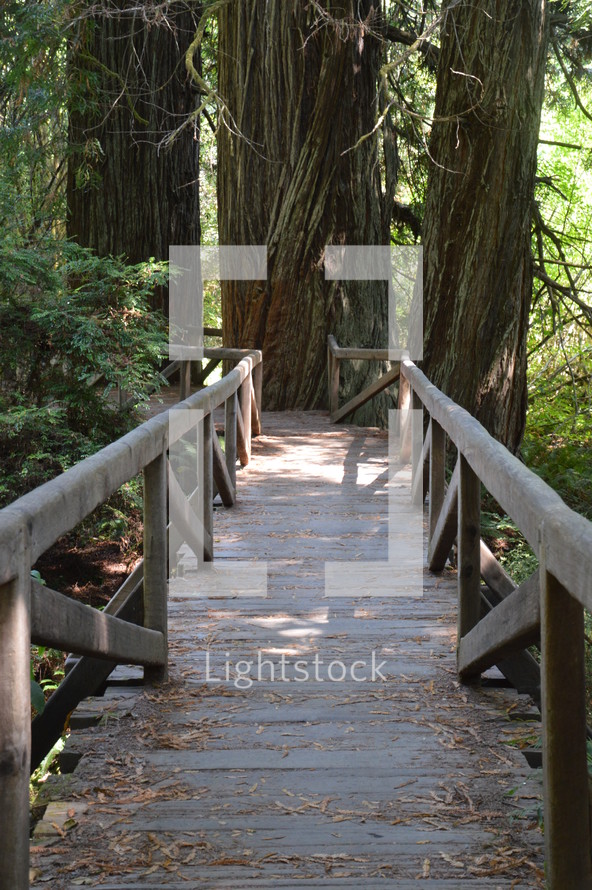 wooden path through a forest 