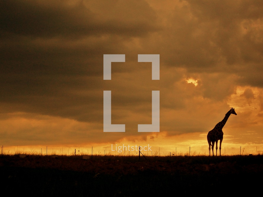 silhouette of a giraffe at sunset in the Savanna of Africa 