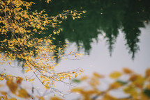 Tree branch and autumn reflections in the lake