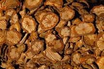 pile of cross grain cut discs of tree limb