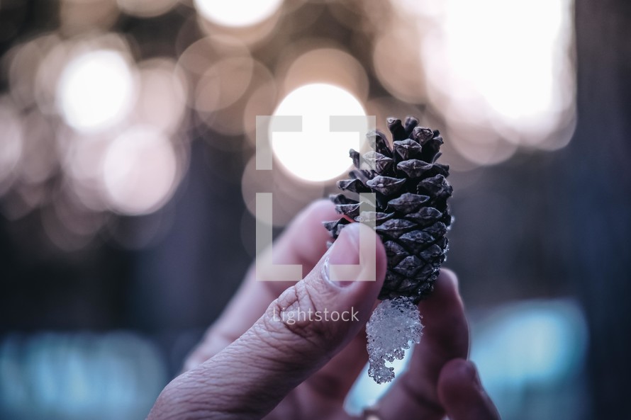 hand holding up a pine cone with snow on it 