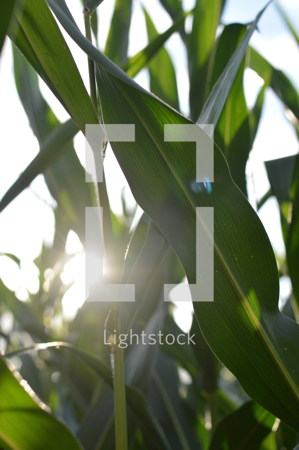 sunlight on corn 