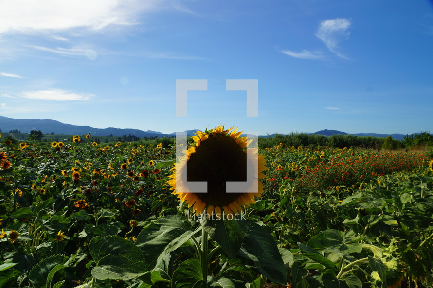 a sunflower in a field 