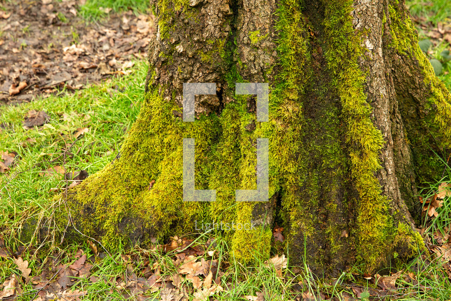 moss on a tree stump 
