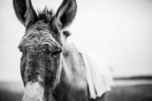 donkey in black and white 