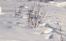 Snow Covered Landscape
