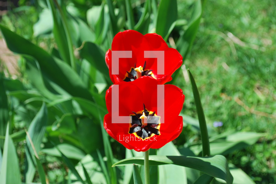 red open tulips 