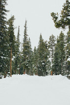 Snowfall in an evergreen forest.