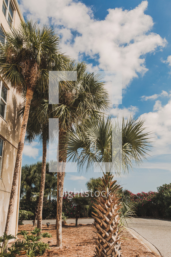 Palm trees in Destin, FL