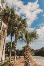 Palm trees in Destin, FL