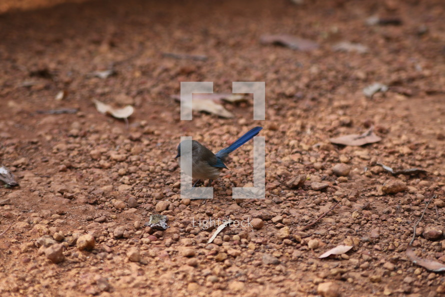 Little bird with blue tail in the dirt