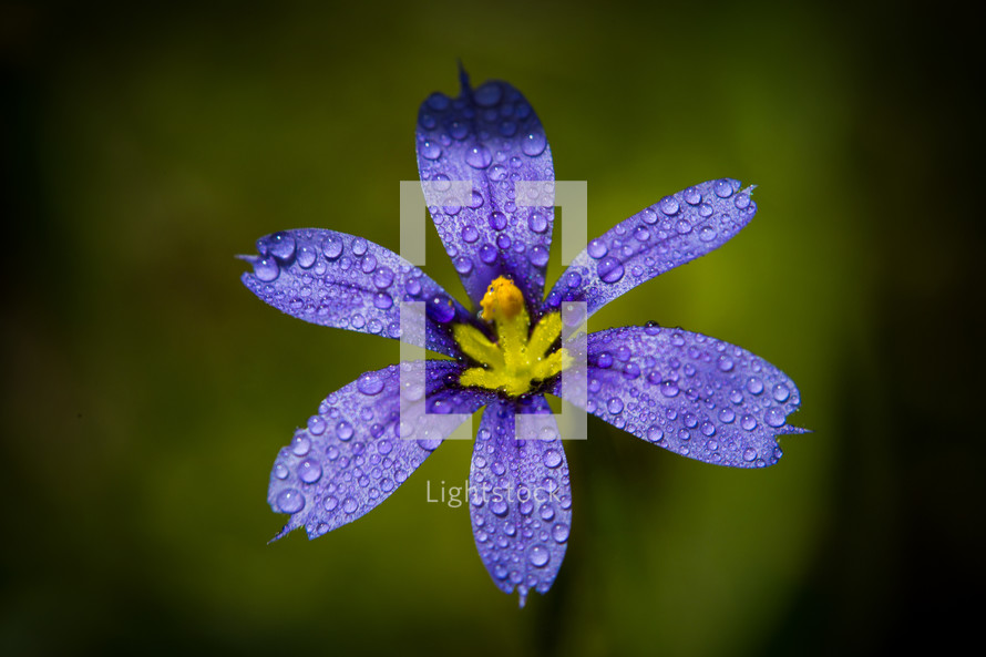 An up-close, macro photograph Blue-eyed grass with a purple or blue flower smaller than a dime with a yellow center.