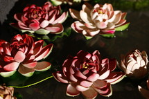 lotus flowers floating 