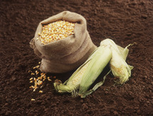 bag of corn kernels 
