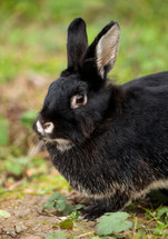 black rabbit 