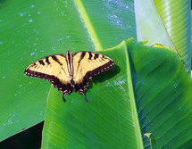 A large butterfly rests on the green leaves of a banana tree in the summer months of Florida. 