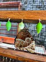 Butterflies chrysalis on a branch in Butterflies farm in Botanic garden in Costa Rica..