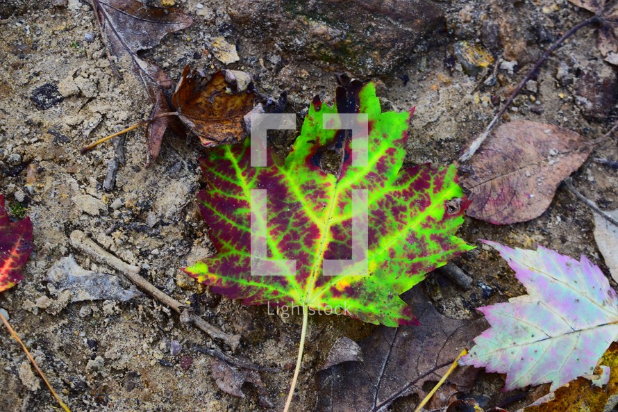 vibrant leaf on the ground 