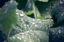 water droplets on a cabbage 