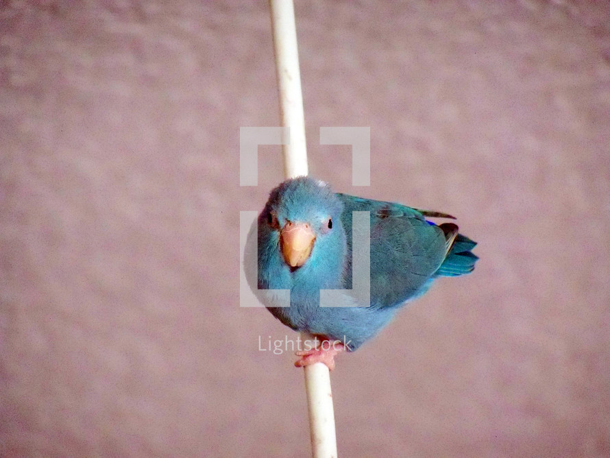 Bird on a wire - A blue Pacific Parrotlet hanging on a white wire looking for a safe place to land. 