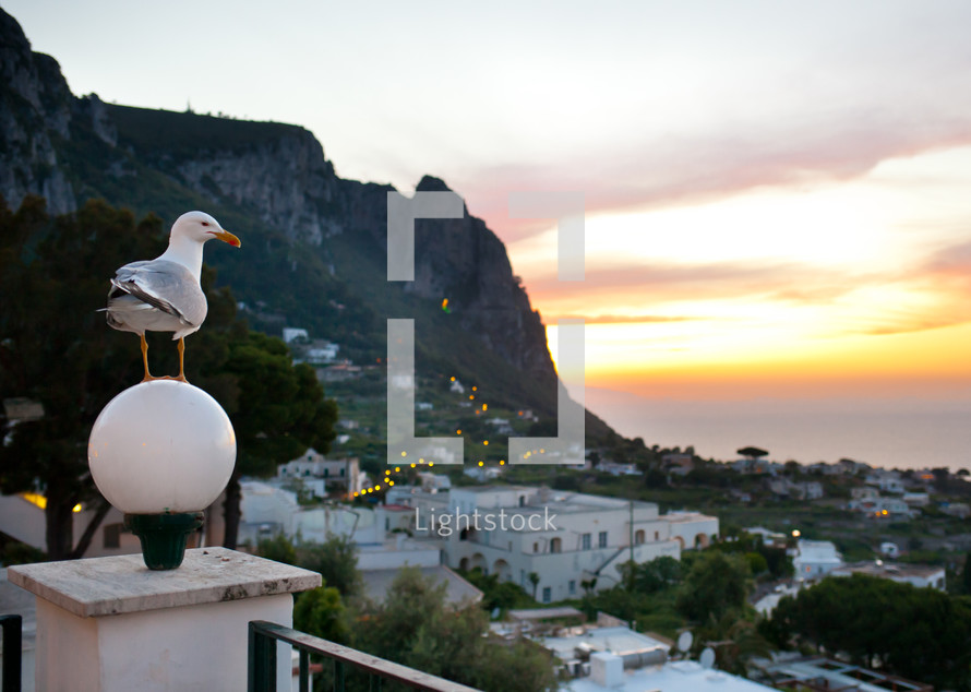 seagull and Capri Island view