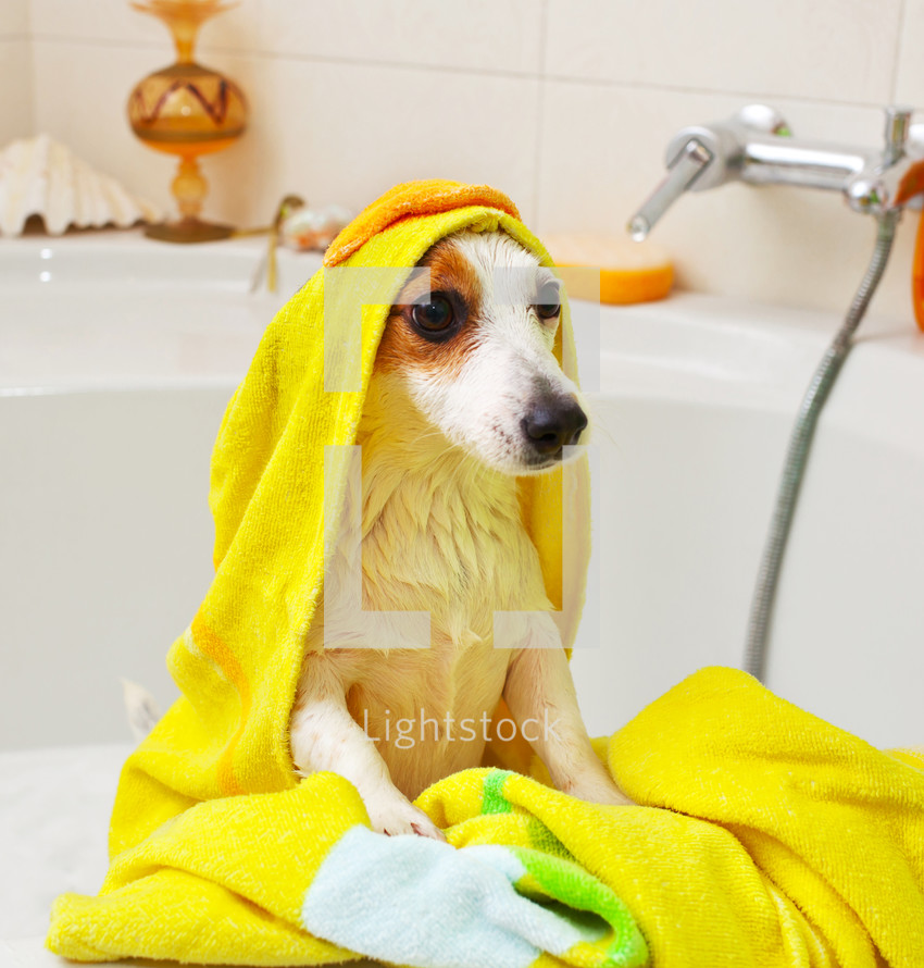 bathing a dog 