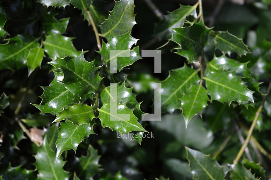 leaves of holly, 
holly, leaves, leaf, stab, sting, jab, stick, stitch, bite, foliage, bush, spring, summer, plant, creation, close, green, resistance, defence, defense, protection, protect, protective, guard, shining, shine, bright, background, texture