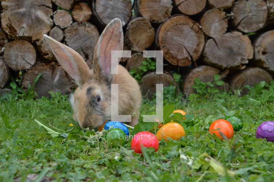 rabbit and Easter eggs in grass