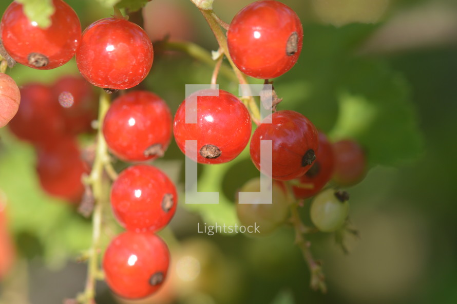 redcurrants in the bush, 
currants, redcurrants, harvest, ripe, fruit, garden, bush, shrub, crop, harvesting, blessing, provided, providing, provide, creation, food, nature, plant, fruits, nourishment, gardening, sweet, delicious, tasty, yummy, healthy, nature, natural, grow, growing, red, color, colour, colorful, earth, green, thanksgiving, Thanksgiving, harvest festival 