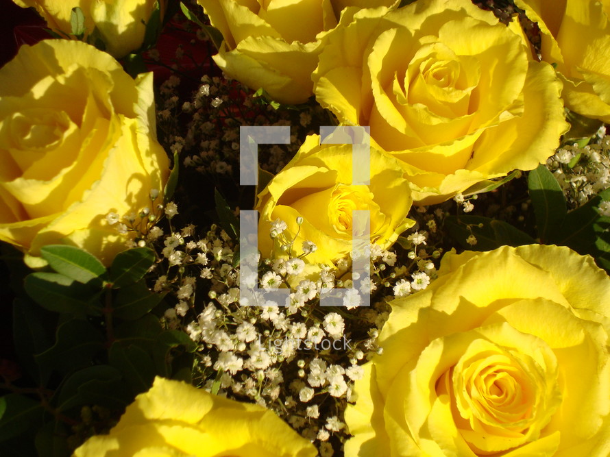 yellow roses, 
rose, roses, yellow, bloom, blossom, bright, spring, summer, present, love, friendship, flowers, creation, close, Mother's Day, flower, mom, mother, mummy, mum, mommy, green, beauty, beautiful, nice, lovely, fine, pleasant, fair, pretty, plant, sun, sunshine, flourish