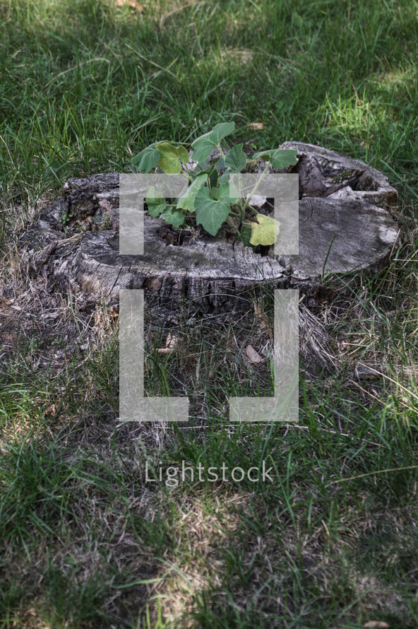 plant growing from an old tree stump 