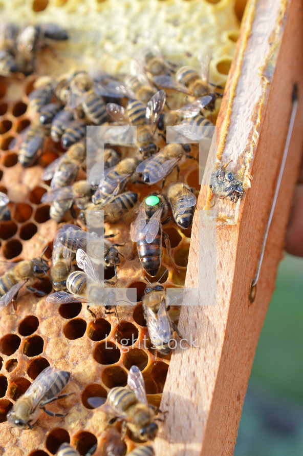 queen bee between other honey bees marked from the beekeeper with a green dot - easier to find in beekeeping and indicating the age of the queen 