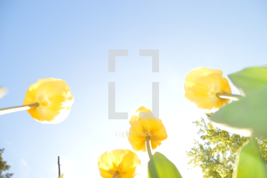 yellow tulips in sunlight 