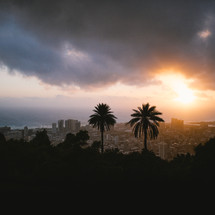 silhouette of palm trees and a city 