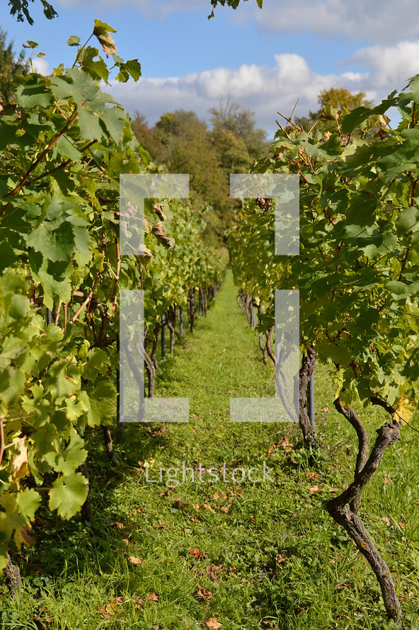 vineyard with rows of plants. 
vines, vineyard, vine, tendril, leaf, leaves, tendril of vine, vine stock, branch, branches, hold, hold on, clutch, hang on, stay, remain, dwell, continue, keep, grow, growth, growing, fruit, fructiferous, fruit setting, bear, yield, grapes, grape, acreage, vineyard cultivation, cultivation, harvest, harvesting, rich, vintner, winegrower, wine grower, nature, crop,  natural, plant, plants, outdoor, fruits, ripe, mellow, mellowly, autumn, fall,  kingdom of heaven, landowner, kingdom, parable, workers, Matthew 20, hire, hired, last, first, generous