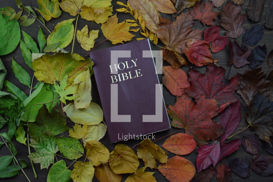 Holy Bible surrounded by fall leaves - 
colorful changeable autumn leaves in color gradient on brown wood with a bible in the middle