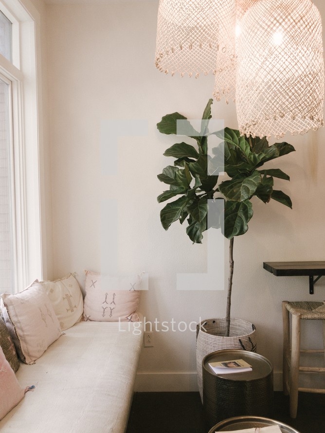fiddle fig tree next to a window bench 