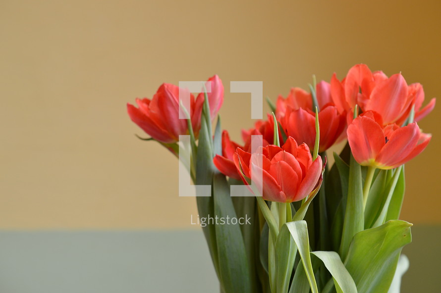 red tulips in a bouquet in front of a yellow wall